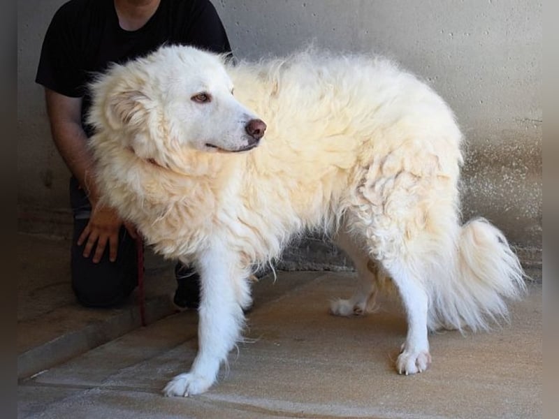 Haigen - SOS - Wenn das Foto zur Anklage wird.