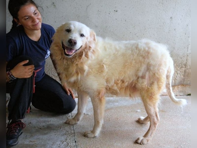 Eskie - aber bitte mit Sahne ins Glück!