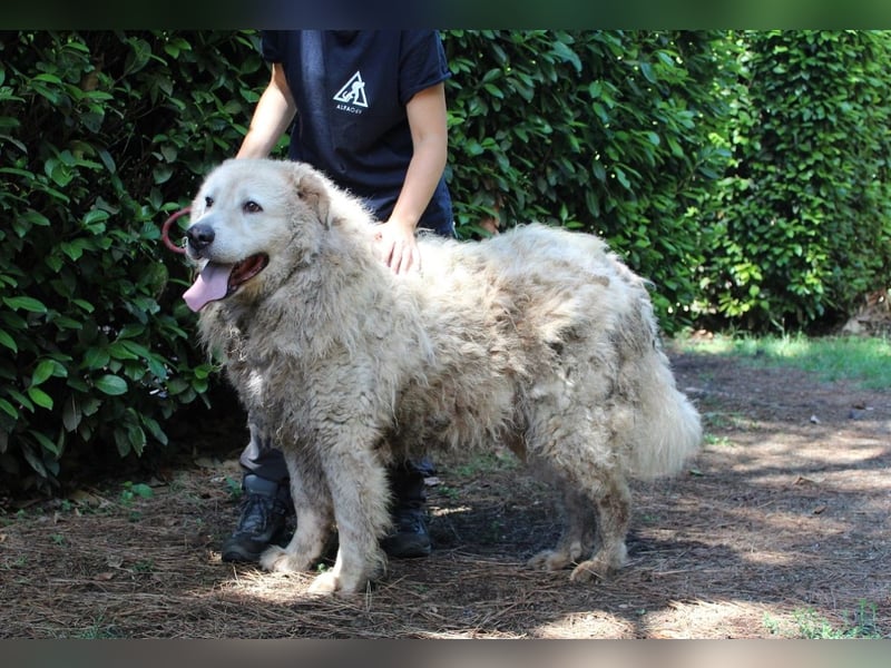 Noak - Alles nur Wunschdenken... ?