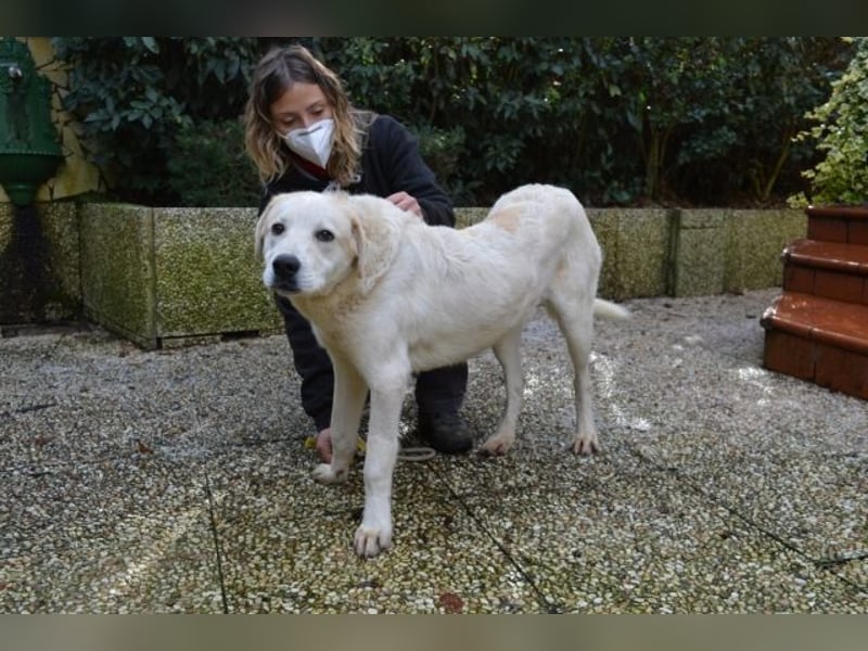 Neeko - Traumhund sucht Traummenschen