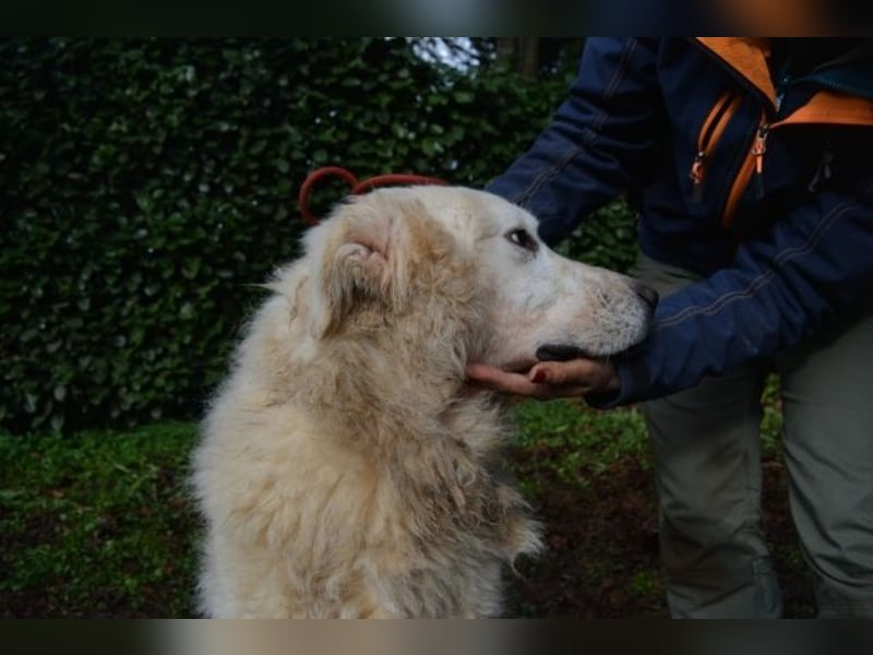 Gherardo - Ein Adler bleibt ein Adler...