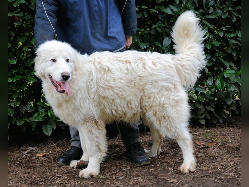 Leofric - Kleiner Löwe hat Großes vor