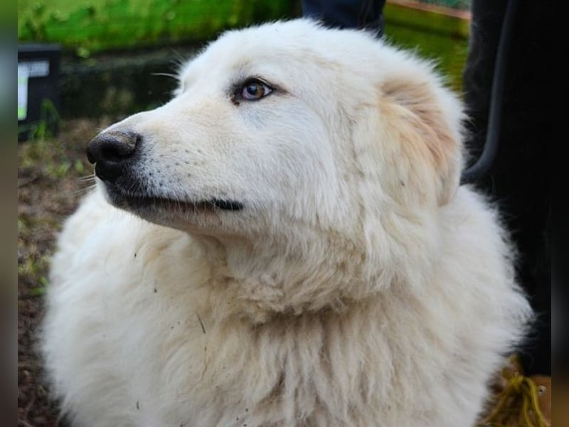 Hadriano - Viel mehr als nur einer unter vielen!