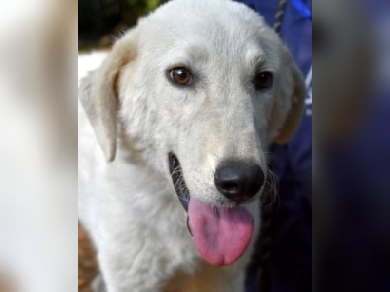 Damarius - niemals ist eine schrecklich lange Zeit