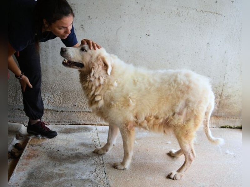 Eskie - aber bitte mit Sahne ins Glück!