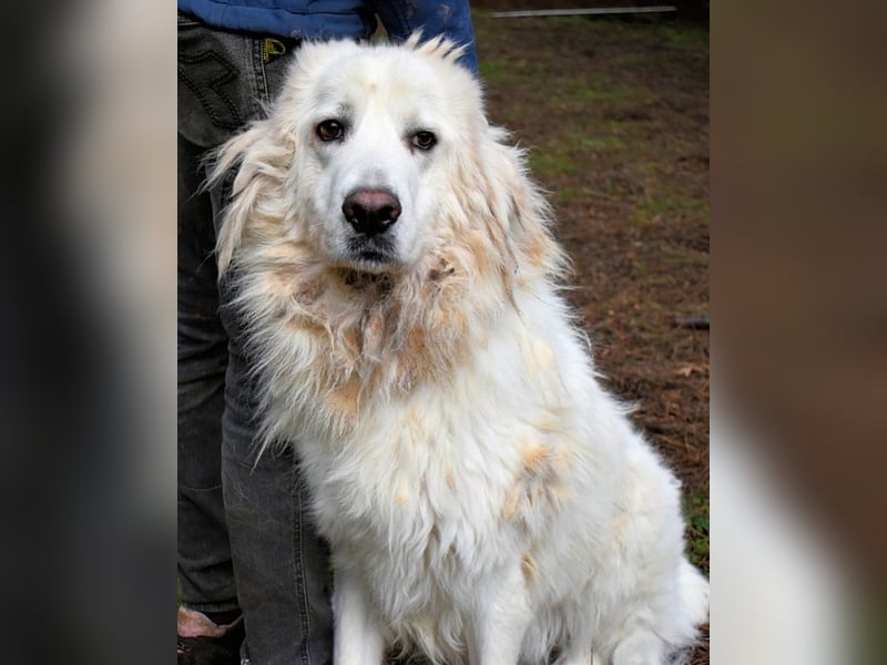 Aristodemo - nicht nur Schall und Rauch