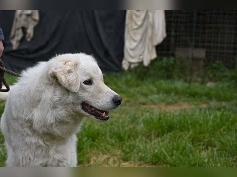 Boss - Wenn ein Name täuscht und ein Herz gewinnt