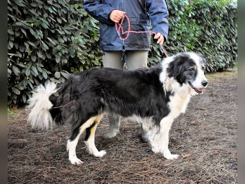 Hindah - Dreieinhalb Sommersprossen