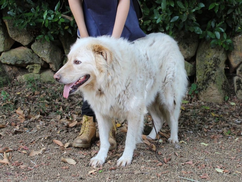 Pinturicchio - Finde den Fehler!