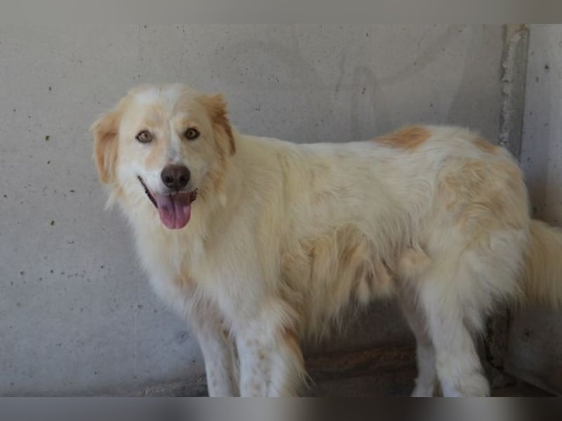 Pratheep - Vom Clan der Fussel - Pfoten