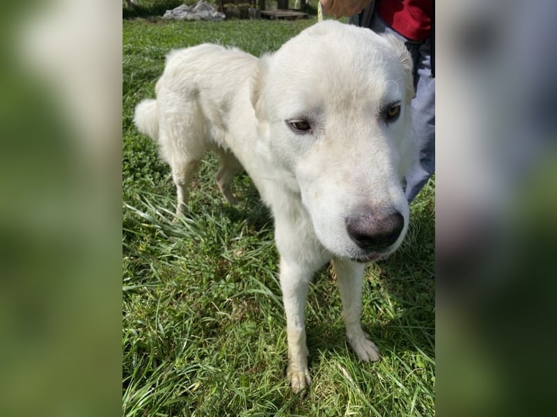 Boss - Wenn ein Name täuscht und ein Herz gewinnt