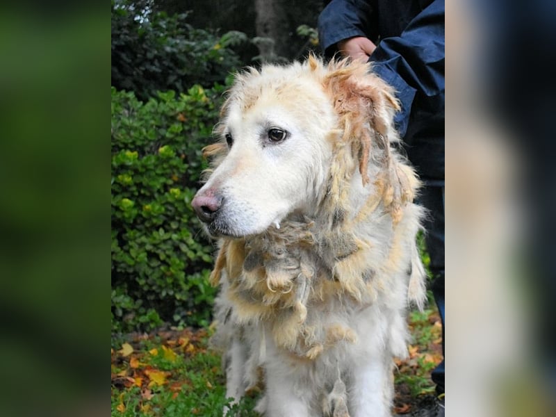 Akamu - Sucht seinen passenden Deckel