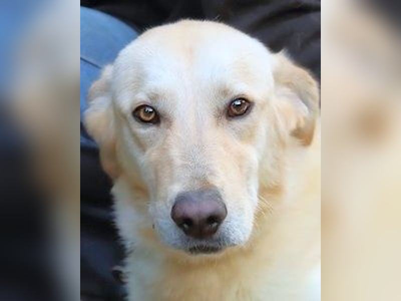 Yannick - SOS- Dringend Pflegestelle oder Zuhause gesucht - verloren zwischen Angst und Bindung