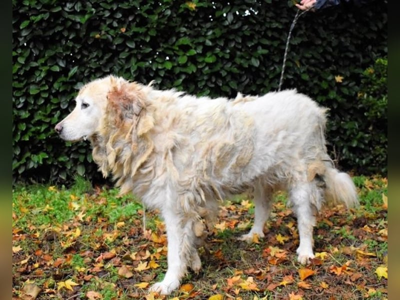 Akamu - Sucht seinen passenden Deckel