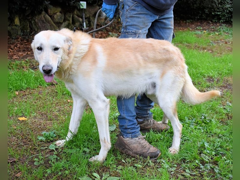 Yannick - SOS- Dringend Pflegestelle oder Zuhause gesucht - verloren zwischen Angst und Bindung
