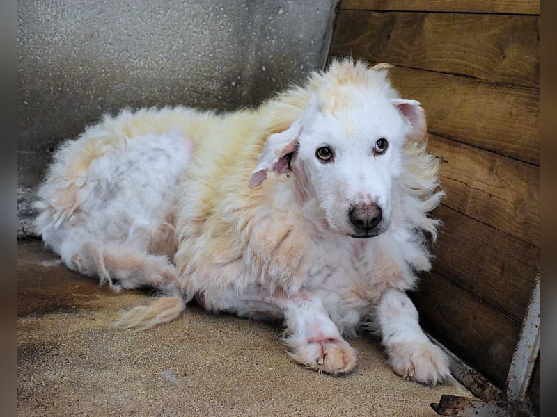 Haigen - SOS - Wenn das Foto zur Anklage wird.