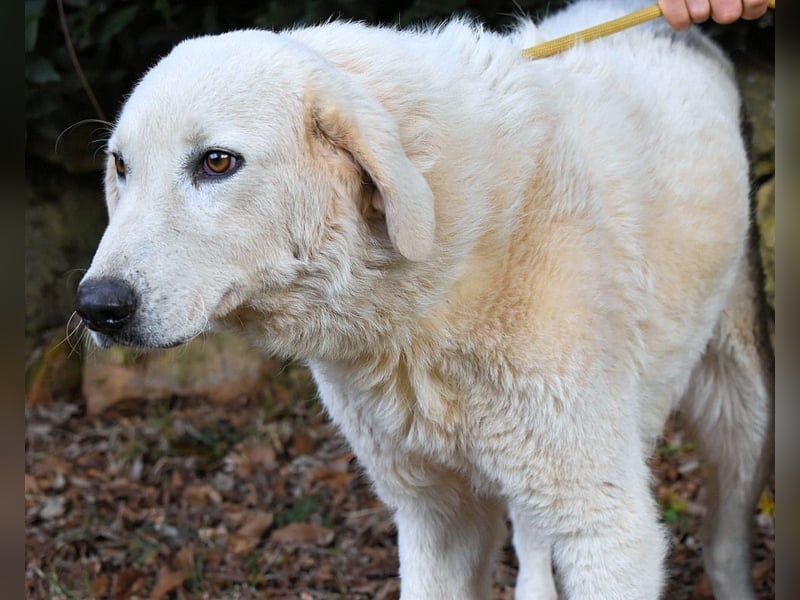 Damarius - niemals ist eine schrecklich lange Zeit