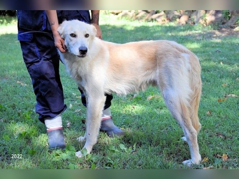 Antiloco - Nur ein Wunsch: endlich nach Hause!