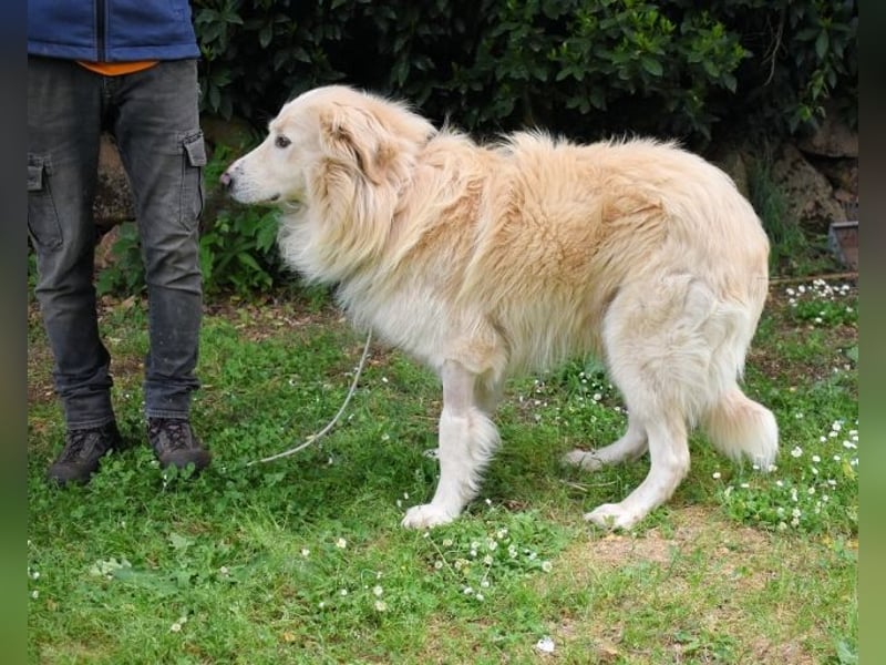 Marble -NOTFALL -  Die Geschichte vom geprügelten Hund