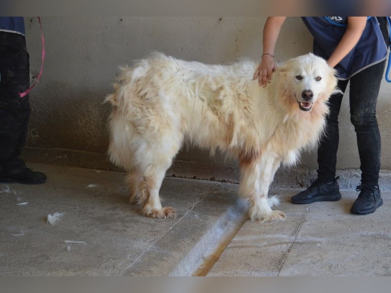 Jaafar - Der sanfte Riese