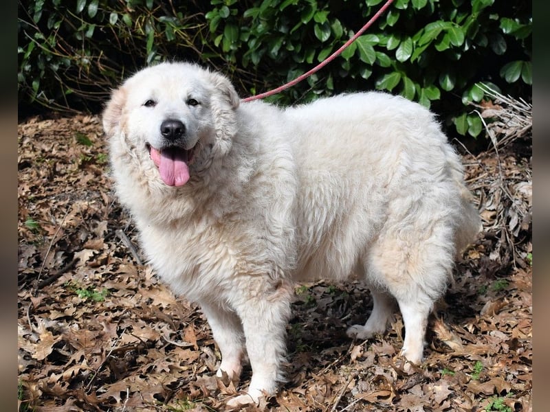 Tallulah - Grandezza auf vier Pfoten!
