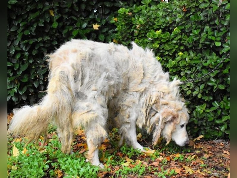 Akamu - Sucht seinen passenden Deckel