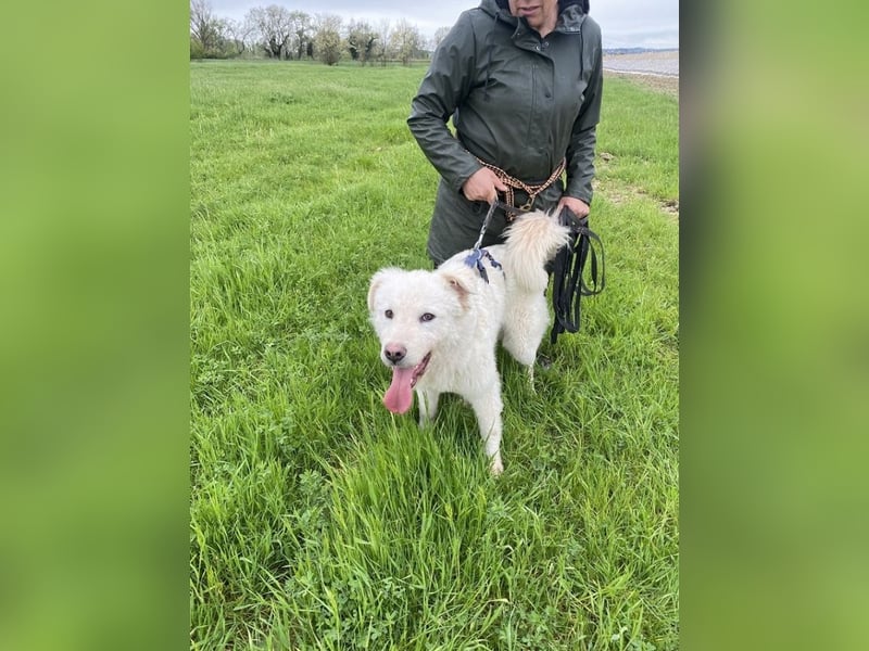 Cornelius - Vom Zurückgelassenen zum Lernwilligen