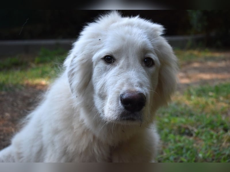 Leofric - Kleiner Löwe hat Großes vor
