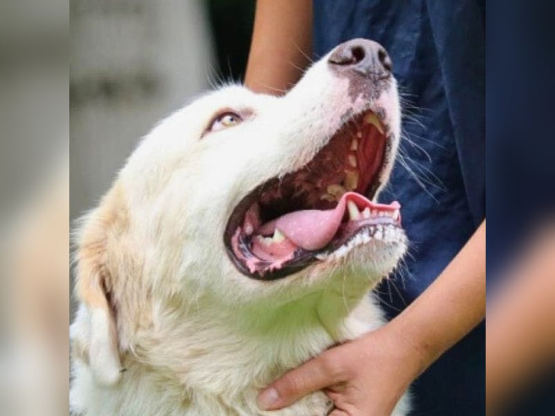 Abele - wenn Kraft und Zeit verloren gehen