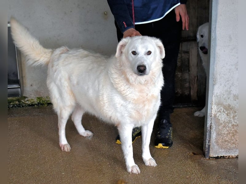 Sallustio - Der Sinn des Lebens