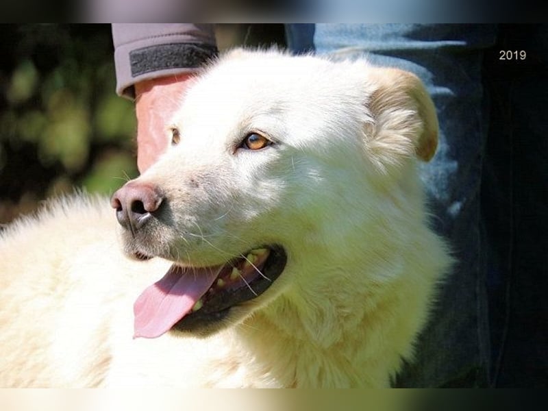 Zipper - Ein vergeudetes Leben