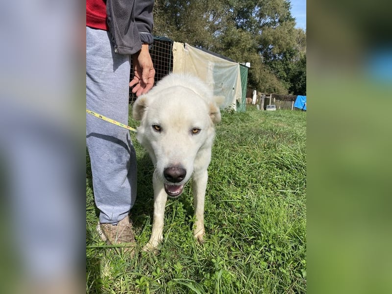 Boss - Wenn ein Name täuscht und ein Herz gewinnt