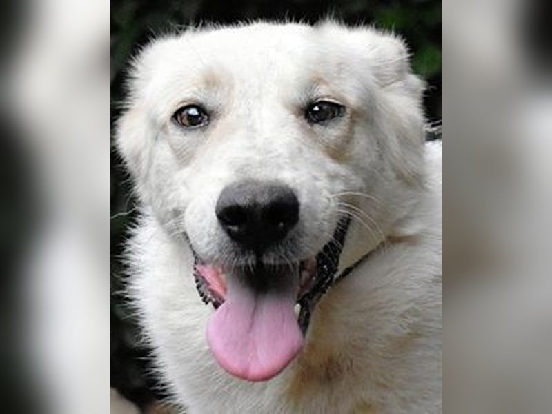 Yasmine - freundlicher Sonnenschein sucht sonniges Plätzchen