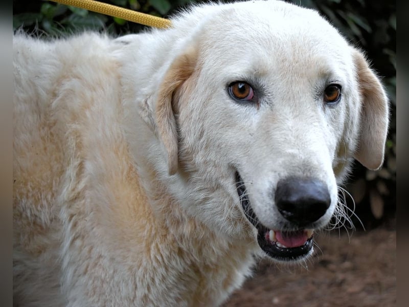 Damarius - niemals ist eine schrecklich lange Zeit