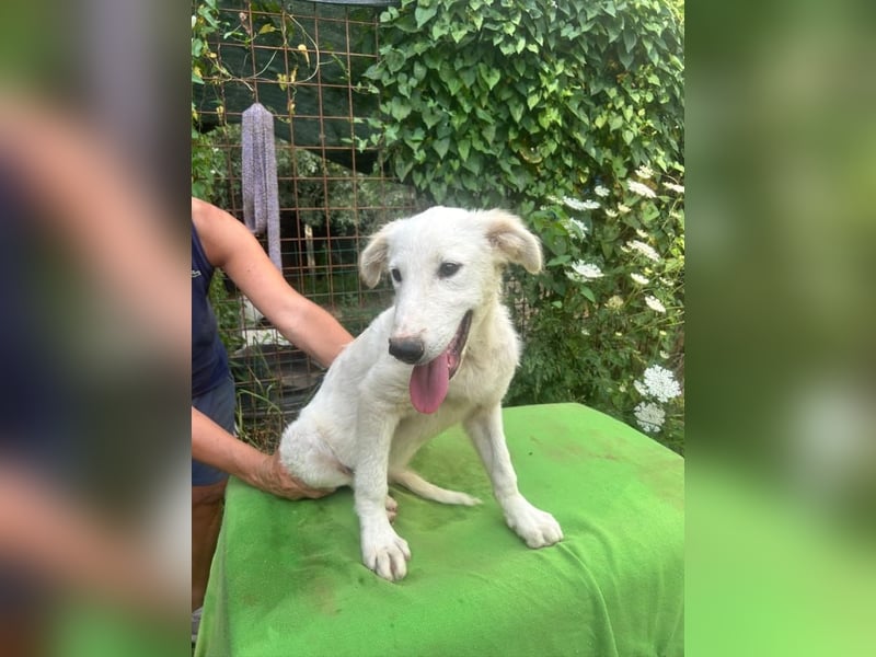 Tonia - eine sanfte Seele mit Flausen im Kopf