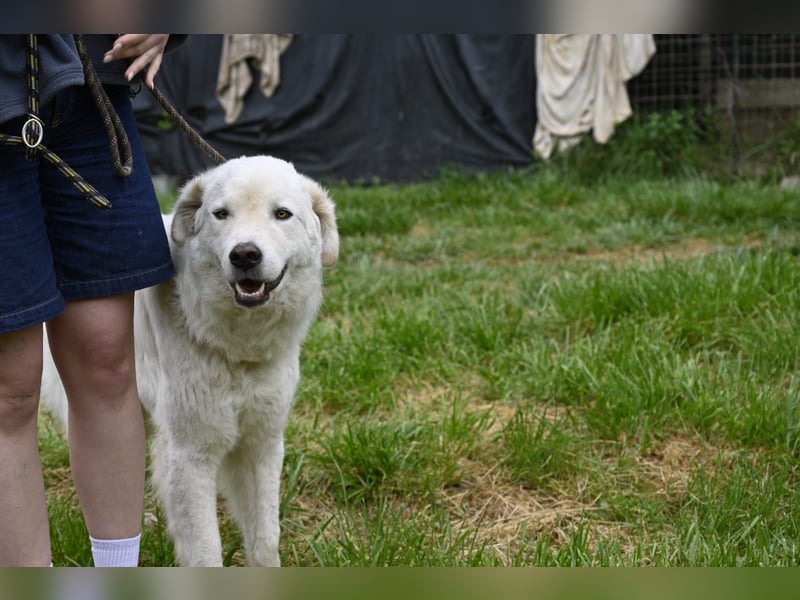 Boss - Wenn ein Name täuscht und ein Herz gewinnt