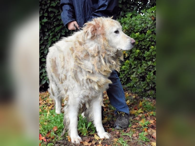 Akamu - Sucht seinen passenden Deckel