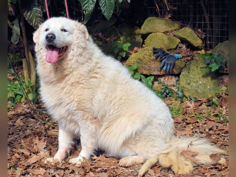 Tallulah - Grandezza auf vier Pfoten!