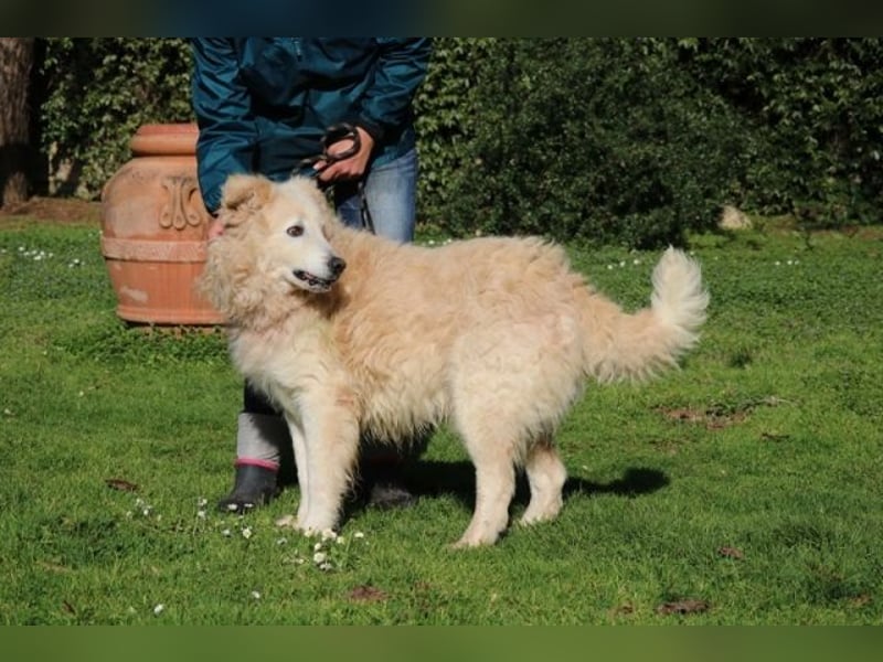 Dominico - Die Stimme des Windes