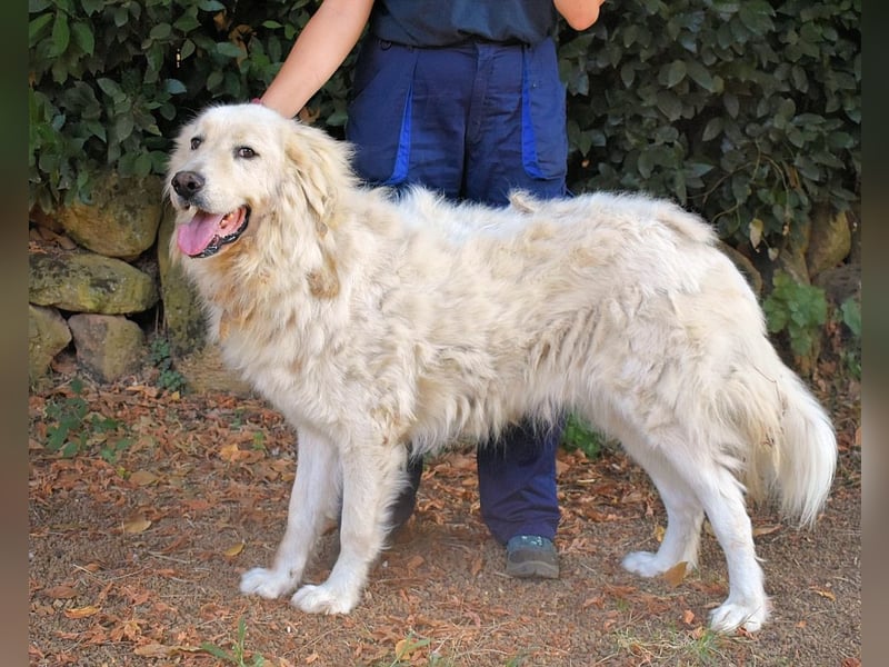 Aristodemo - nicht nur Schall und Rauch