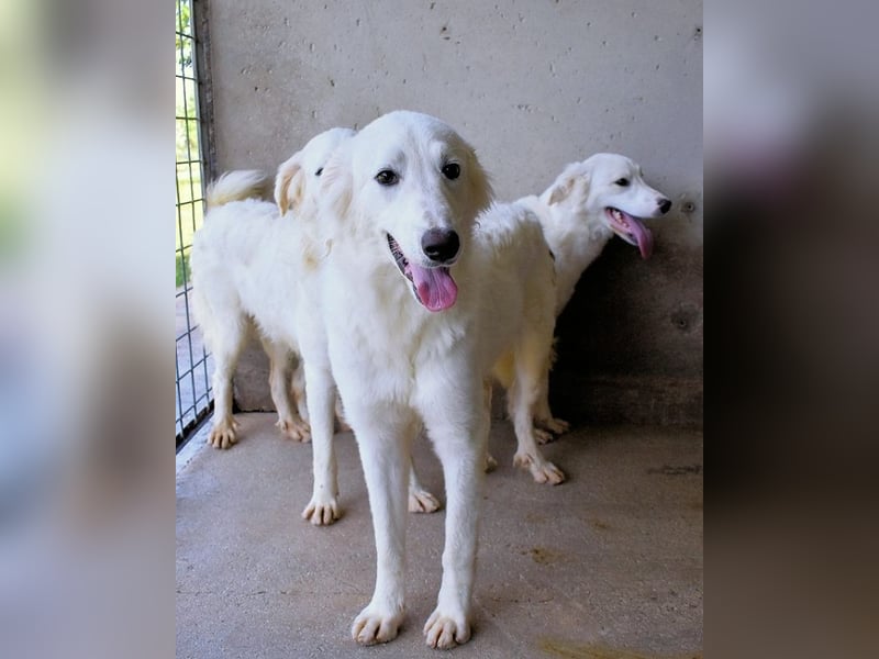 Hadrianus - weiß, es wird einmal ein Wunder gescheh'n