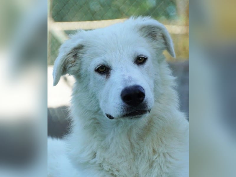 Mira - eine weiße Herzensbrecherin und ihre drei Schwestern