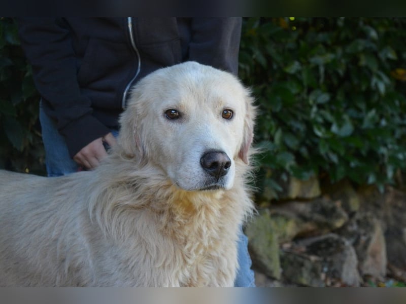 Sisko - es sind so viele