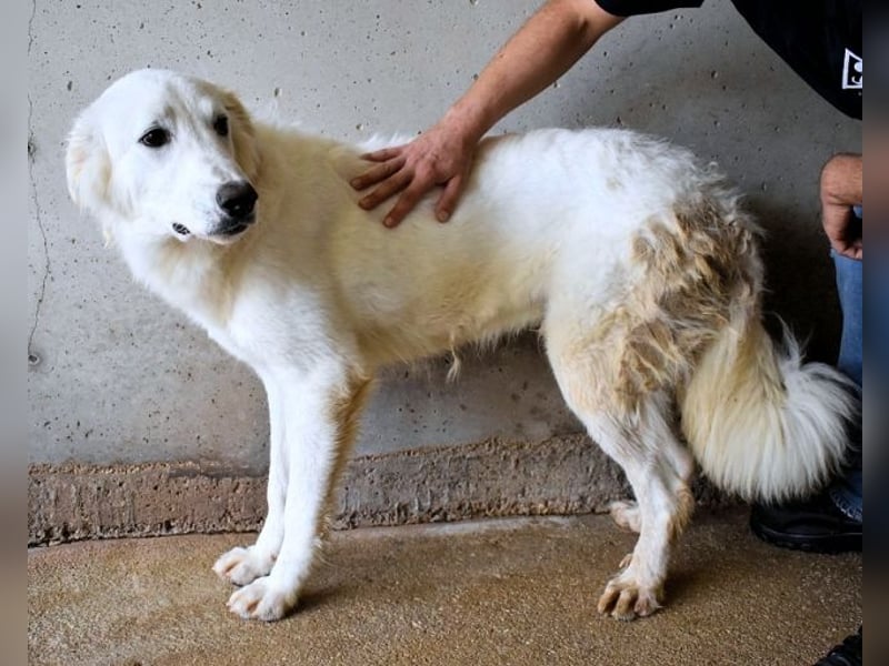 Hadrianus - weiß, es wird einmal ein Wunder gescheh'n