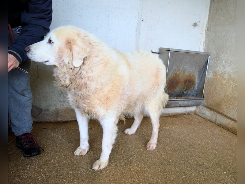 Eskie - aber bitte mit Sahne ins Glück!