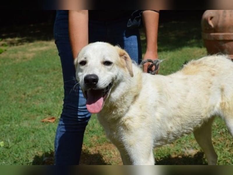 Neeko - Traumhund sucht Traummenschen