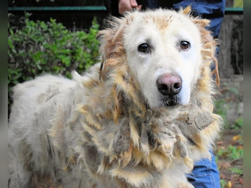 Akamu - Sucht seinen passenden Deckel