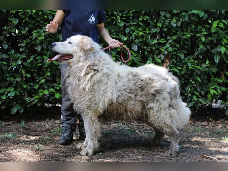 Noak - Alles nur Wunschdenken... ?