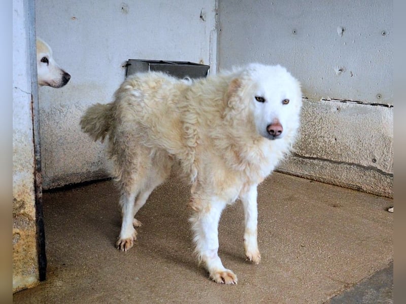 Folquet - Im falschen Leben