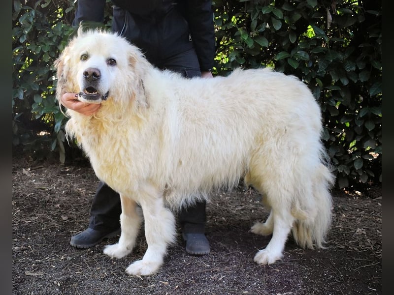 Balvin - Andere schauen bis zum Horizont